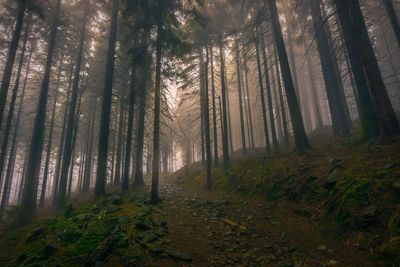Pine trees in forest