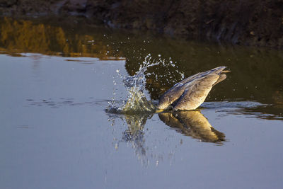 Bird in a lake