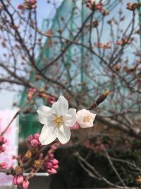 Close-up of apple blossoms in spring