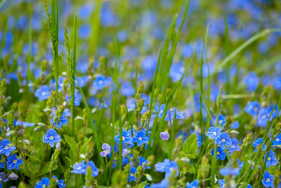 Close-up of blue flowering plants on field
