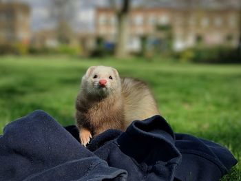 Close-up of a ferret sitting on grass