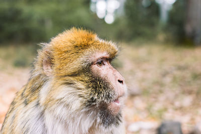 Close-up of monkey sitting at zoo