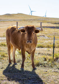 Wind turbines in field against blue sky with a cow