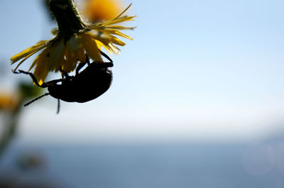 Close-up of flowering plant against sky