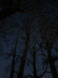 Low angle view of bare trees against sky at night