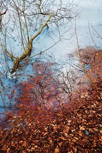 Full frame shot of wet tree branches against sky