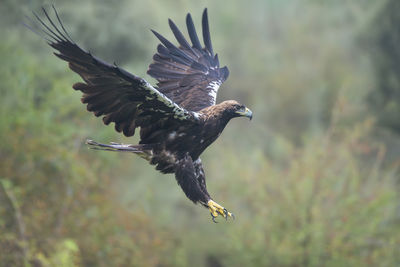 Close-up of eagle perching on field