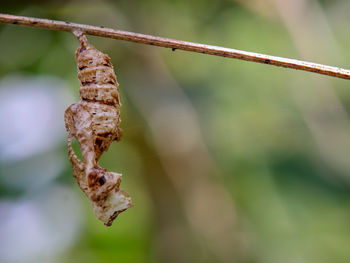 Close-up of rusty leaf on twig