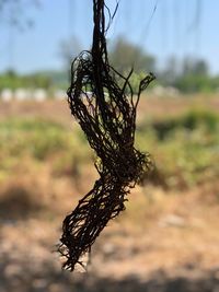 Close-up of dry leaf on field