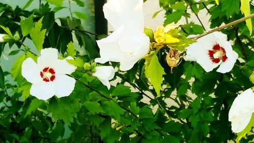 Close-up of white flower