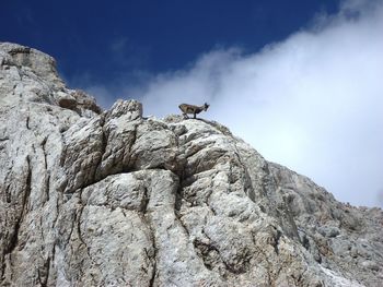 Low angle view of alpine ibex on rocky mountain against cloudy sky