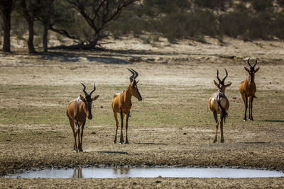 Four Hartebeest