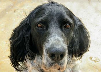 Close-up portrait of dog