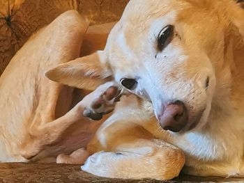 High angle view of a dog resting