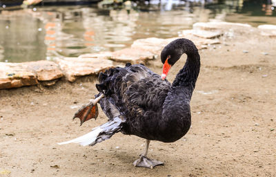 Close-up of black swan swimming in lake