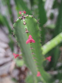 Close-up of red flowering plant