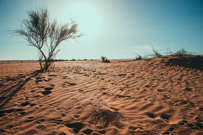 Bare tree on sand dune against sky