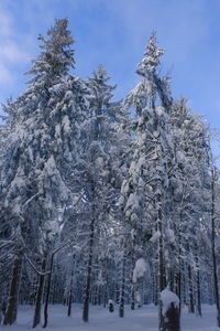 Snow covered trees in forest against sky