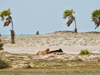 Scenic view of cows in sand dunes against sky
