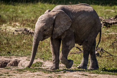 Elephant walking in a field