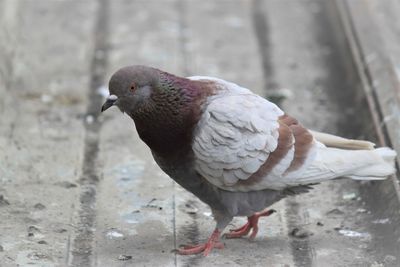 Close-up of pigeon perching on wall