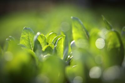 Close-up of fresh green leaves