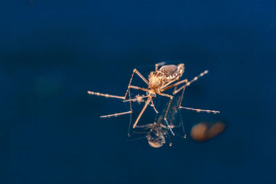 Close-up of spider against black background