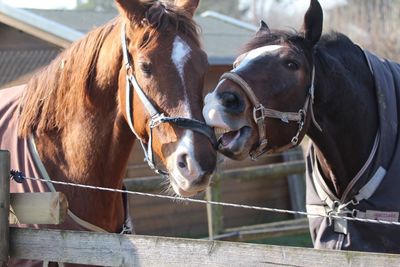 Horses standing outdoors