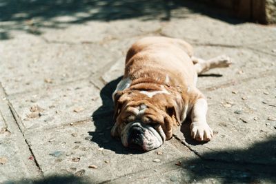 Dog lying down on tiled floor