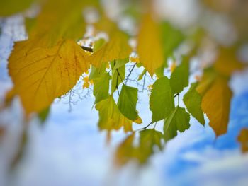 Close-up of autumn leaves