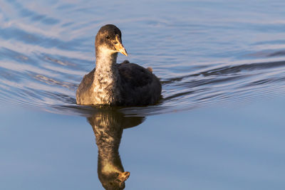 Close-up of duck swimming in lake