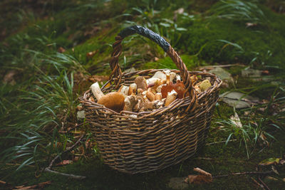 Wicker basket full of mushrooms in a pristine forest