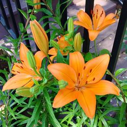 Close-up of orange flower