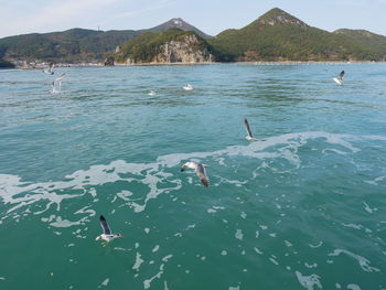 Swans swimming in lake against sky