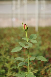 Close-up of red flowering plant