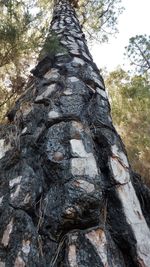 Low angle view of tree trunk in forest