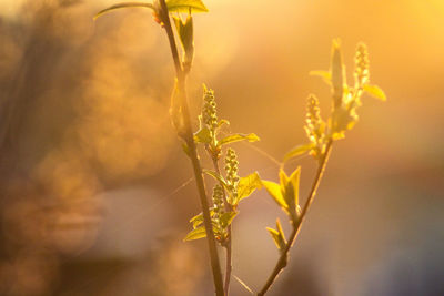 Green plants under the sun rays in foggy morning