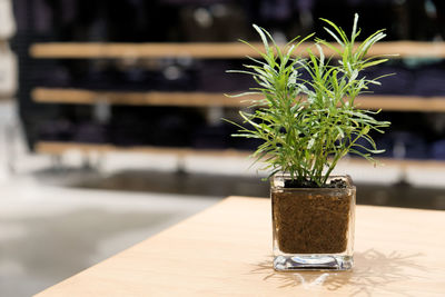 Close-up of potted plant on table