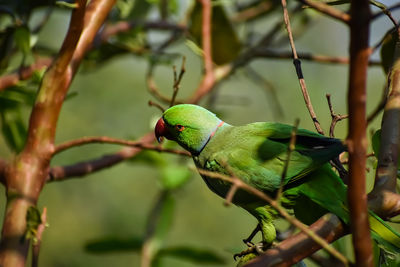 The rose-ringed parakeet, also known as the ring-necked parakeet, is a medium-sized parrot 