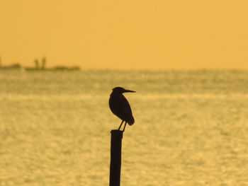 Silhouette bird perching on wooden post