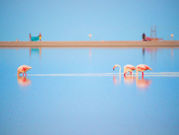 Flamingos in sea against blue sky