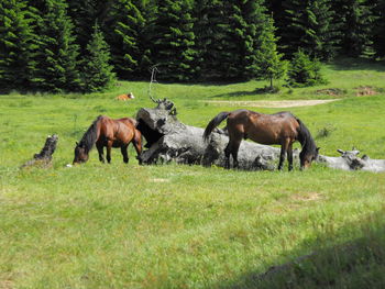 Horses grazing on field