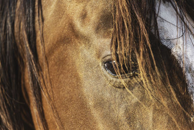 Close ups of arabian horse in stable