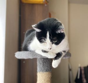 Close-up portrait of a cat