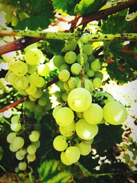 Close-up of grapes hanging on tree