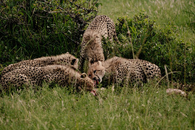 cheetah