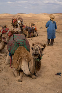Rear view of man standing at desert with a camel