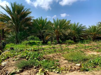 Scenic view of palm trees on field against sky