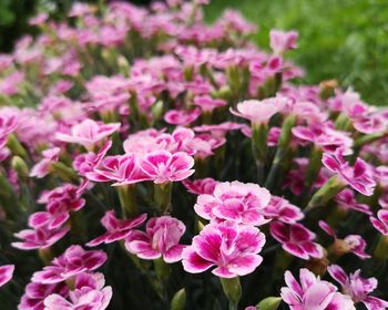 Close-up of pink flowering plants