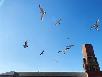 Low angle view of seagulls flying